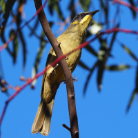 Purple-gaped Honeyeater